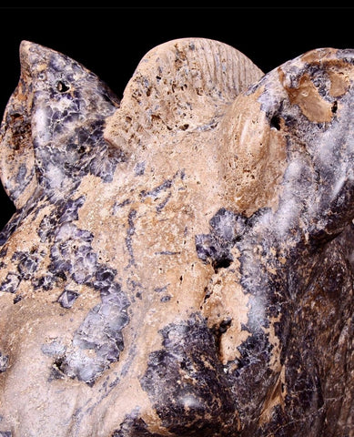 19th Century Sculpture Of Roman Horse Head Carved From Fossiliferous Limestone & Derbyshire Fluorspar