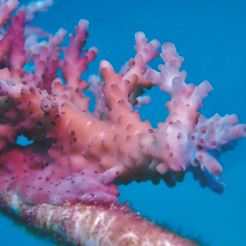 Oris Aquis Great Barrier Reef Calibre 400 Limited Edition IV Watch