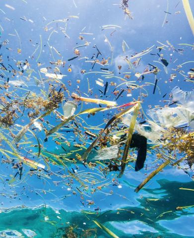 Oris Watch Aquis GMT Whale Shark Limited Edition D