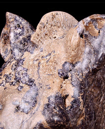 19th Century Sculpture Of Roman Horse Head Carved From Fossiliferous Limestone & Derbyshire Fluorspar