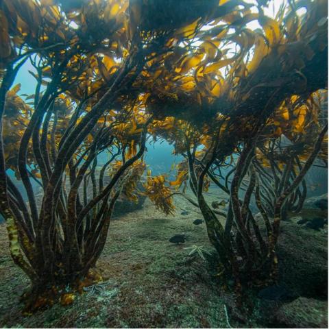 Oris Aquis Kelp Forest Limited Edition Watch