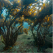 Oris Aquis Kelp Forest Limited Edition Watch