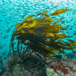 Oris Aquis Kelp Forest Limited Edition Watch
