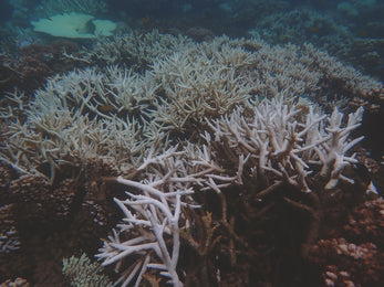 Oris Aquis Great Barrier Reef Calibre 400 Limited Edition IV Watch