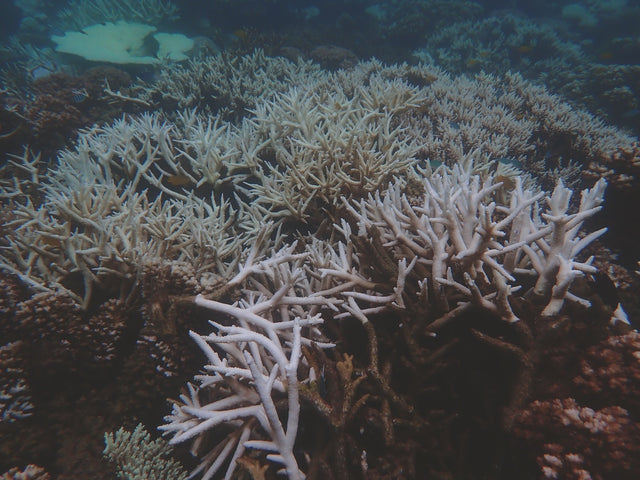 Oris Aquis Great Barrier Reef Calibre 400 Limited Edition IV Watch