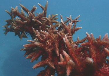 Oris Aquis Great Barrier Reef Calibre 400 Limited Edition IV Watch