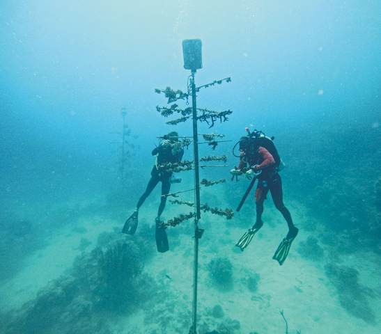 Oris Aquis Great Barrier Reef Calibre 400 Limited Edition IV Watch