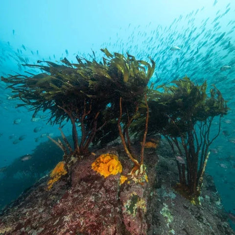Oris Aquis Kelp Forest Limited Edition Watch