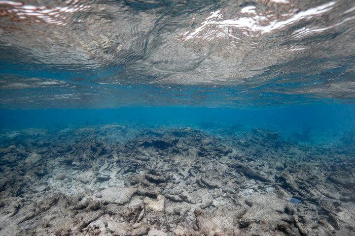 Oris Watch Carysfort Reef Bracelet Limited Edition D