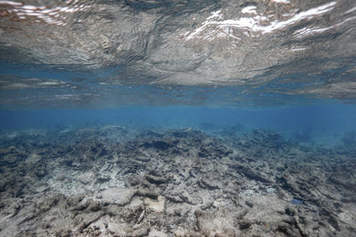 Oris Watch Carysfort Reef Rubber Limited Edition